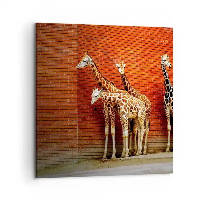 Cuadro sobre lienzo – Impresión de Imagen – ¿Ves alguna acacia? – 60×60 cm