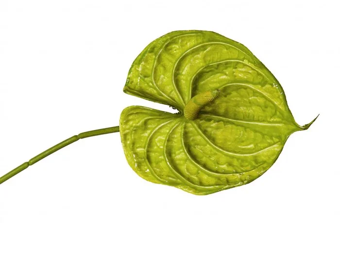 Rama Flor Anthurium Verde Pvc